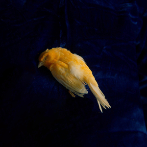 三级小女孩做爱和猪毛片
